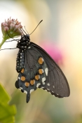 pipevine-swallowtail-butterfly-picture;pipevine-swallowtail-butterfly;pipevine-swallowtail;swallowta