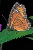 viceroy-butterfly-picture;viceroy-butterfly;butterfly;florida-butterflies;florida-butterfly