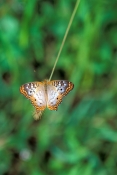 white-peacock-butterfly-picture;white-peacock-butterfly;peacock-butterfly;small-butterfly;florida-bu