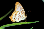 white-peacock-butterfly-picture;white-peacock-butterfly;peacock-butterfly;small-butterfly;florida-bu