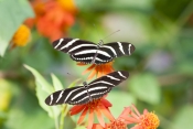 zebra-longwing-butterfly-picture;zebra-longwing-butterfly;zebra-longwing;zebra-butterfly;heliconius-