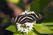 zebra-longwing-butterfly-picture;zebra-longwing-butterfly;zebra-longwing;zebra-butterfly;heliconius-