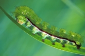 io-moth-caterpillar;io-caterpillar;caterpillar;spikey-caterpillar;moth-caterpillar