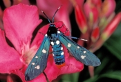 polka-dot-wasp-moth-picture;polka-dot-wasp-moth;polka-dot-wasp-moth;polka-dot-moth;oleander-moth;syn