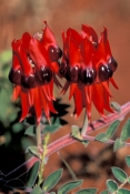 sturts-desert-pea;native-australian-pea;red-pea;pea-flower;clianthus-formosus;family-fabaceae