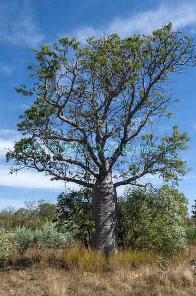 bottle tree;baobab