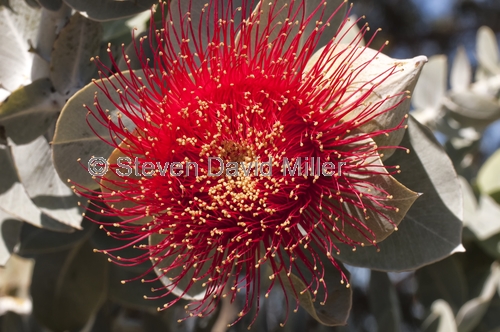 flowering eucalyptus;flowering gum tree;mottlecah;myrtaceae;eucalyptus macrocarpa;kings park;perth park;western australia