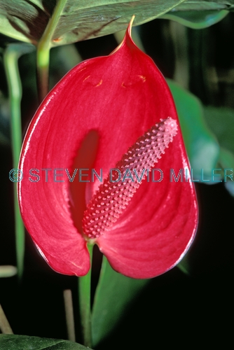 antherium;anthurium;red flower;exotic flower;erotic flower