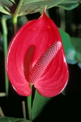antherium;anthurium;red-flower;exotic-flower;erotic-flower