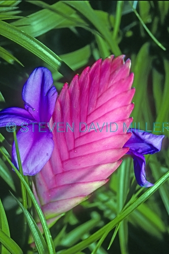 pink quill bromeliad picture;blue fire bromeliad picture;pink quill;blue fire;tillandsia cyanea;bromeliad of eduador;south american bromeliad;cultivated bromeliad;pink bromeliad;steven david miller