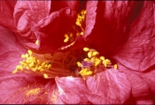 camellia;camellia-picture;camellia-japonica;dixie-knight-camellia;red-camellia;pink-camellia;japanes