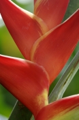 heliconia;cairns-botanical-gardens;heliconia-cultivar;genus-heliconia