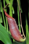 nepenthes-pitcher-plant-picture;nepenthes-pitcher-plant;nepenthes;pitcher-plant;nepenthes-rafflesian
