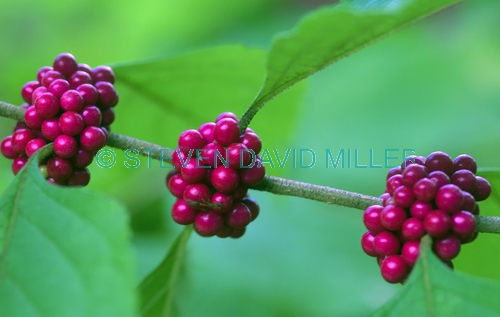 american beauty berry picture;american beauty berry;french mulberry;callicarpa americana;pink berries;red berries;pretty berries;koreshan state park;southwest florida plants;wild berries;steven david miller