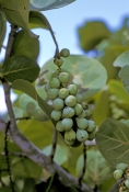 sea-grape-picture;sea-grape;sea-grapes;sea-grape-shrub;Coccoloba-uvifera;delnor-wiggins-state-park;f