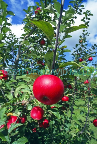 apple picture;apple;red apple;apple tree;red apple tree;malus genus;pomaceous fruit;pomaceous;petty's orchard;petty's antique apple festival;apple festival;apples on a tree;the heritage fruit society;apple varieties;steven david miller