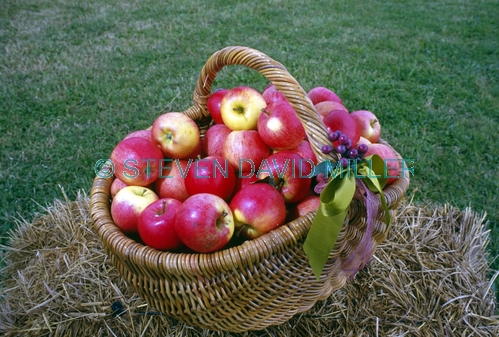 basket of apples picture;basket of apples;apples;red apples;malus genus;pomaceous fruit;pomaceous;petty's orchard;petty's antique apple festival;apple festival;apples in a basket;the heritage fruit society;apple varieties;steven david miller