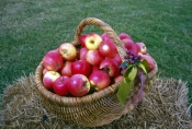 basket-of-apples-picture;basket-of-apples;apples;red-apples;malus-genus;pomaceous-fruit;pomaceous;pe