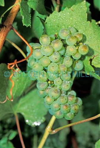 grapes picture;grapes;chardonnay grapes;grape vine;grapes on a vine;cluster of grapes;green grapes;vitis vinifera;grapes in a vineyard;wine grapes;jinx creek vineyard;victoria vineyard;victoria vineyard;australian vineyard