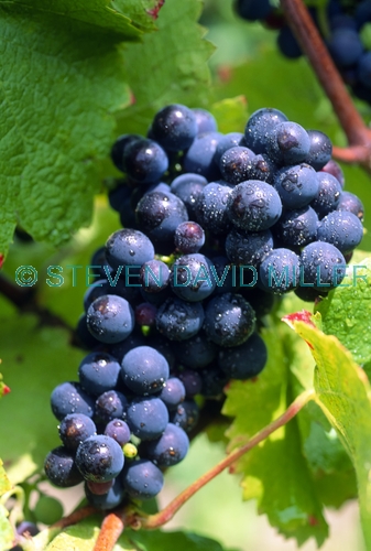 grapes picture;grapes;pinot noir grapes;grape vine;grapes on a vine;cluster of grapes;purple;grapes;vitis vinifera;grapes in a vineyard;wine grapes;jinx creek vineyard;victoria vineyard;victoria vineyard;australian vineyard