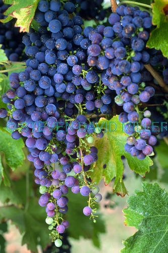 grapes picture;grapes;purple grapes;grape vine;grapes on a vine;cluster of grapes;vitis vinifera;grapes in a vineyard;wine grapes;jinx creek vineyard;victoria vineyard;victoria vineyard;australian vineyard