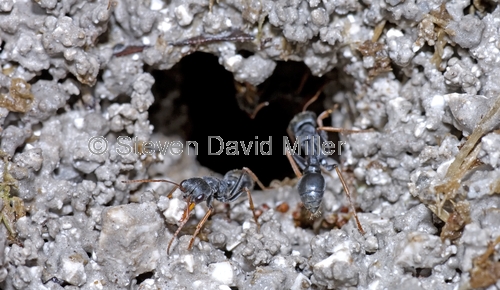 bull ant picture;bull ant;ants building nest;stinging ant;ant with mud;genus myrmecia;tarkine;tasmania;australian ants