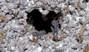 bull-ant-picture;bull-ant;ants-building-nest;stinging-ant;ant-with-mud;genus-myrmecia;tarkine;tasman