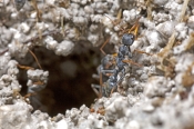bull-ant-picture;bull-ant;ants-building-nest;stinging-ant;ant-with-mud;genus-myrmecia;tarkine;tasman