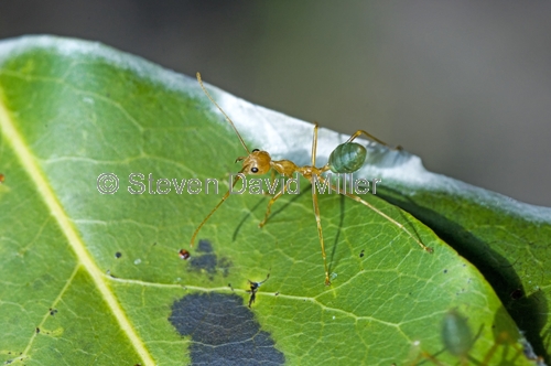 green tree ant picture;green tree ant;weaver ant;green ant;ant;tree ant nest;australian ant;oecophylla smaragdina;litchfield national park;northern territory;steven david miller;natural wanders