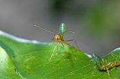 green-tree-ant-picture;green-tree-ant;weaver-ant;green-ant;ant;tree-ant-nest;australian-ant;oecophyl