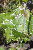 green-tree-ant-picture;green-tree-ant;weaver-ant;green-ant;ant;tree-ant-nest;ant-nest;australian-ant