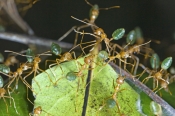 green-tree-ant-picture;green-tree-ant;weaver-ant;green-ant;ant;tree-ant-nest;australian-ant;oecophyl