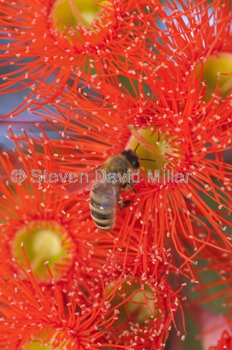 bee picture;short-tongued bee;short tongued bee;bee;bee on flowering eucalyptus;flowering gum tree;red-flowering gum;myrtaceae;eucalyptus ficifolia;kings park;perth park;western australia;steven david miller;natural wanders