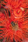 bee-picture;short-tongued-bee;short-tongued-bee;bee;bee-on-flowering-eucalyptus;flowering-gum-tree;r