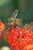 bee-picture;short-tongued-bee;short-tongued-bee;bee;bee-on-flowering-eucalyptus;flowering-gum-tree;r
