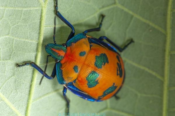 shiny bug;metalic bug;colorful bug;colourful bug
