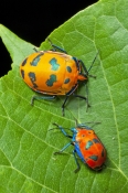 shiny-bug;metalic-bug;colorful-bug;colourful-bug