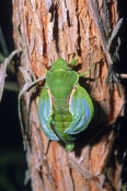 green-grocer-cicada-picture;green-grocer-cicada;cicada;green-cicada;australian-cicada;cicadas-of-aus