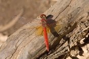 wandering-percher-dragonfly-picture;wandering-percher-dragonfly;wandering-percher-dragon;dragonfly;d