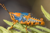 leichhardts-grasshopper-picture;leichhardts-grasshopper;leichhardts-grasshopper;leichhardt-grasshopp