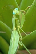 praying-mantis-picture;garden-praying-mantis-picture;praying-mantis;garden-praying-mantis;mantidae;p