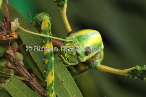 female goliath stick insect picture;female goliath stick insect;goliath stick insect;australian stick insect;stick insect;colorful stick insect;colourful stick insect;eurycnema goliath;stick insect on leaves;steven david miller;natural wanders