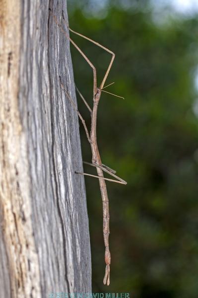 australian stick insect;brown stick insect