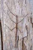 Margin-winged Stick Insect