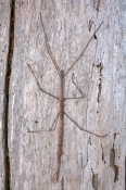 Margin-winged Stick Insect