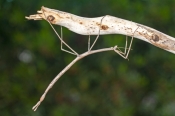 australian-stick-insect;brown-stick-insect