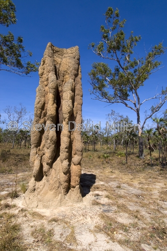 cathedral termite mound picture;cathedral termite mounds;termite mound;termite mounds;nasutitermes triodiae;litchfield national park;northern territory;steven david miller;natural wanders;toyota landcruiser 4wd;4wd;4wd litchfield national park;lost city