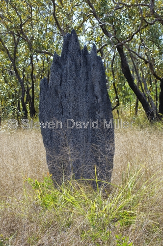 magnetic termite mound picture;magnetic termite mound;magnetic termite mounds;amitermes meridionalis;litchfield national park;northern territory;australian termite mound;steven david miller;northern territory