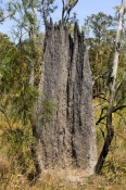 magnetic-termite-mound-picture;magnetic-termite-mound;magnetic-termite-mounds;amitermes-meridionalis