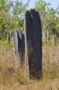 magnetic-termite-mound-picture;magnetic-termite-mound;magnetic-termite-mounds;amitermes-meridionalis
